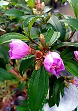 Melastoma affine or known as karamunting fruit or also called Amusisin fruit