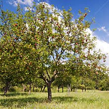 Apple tree