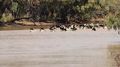 A flock of pelicans fishing in a river