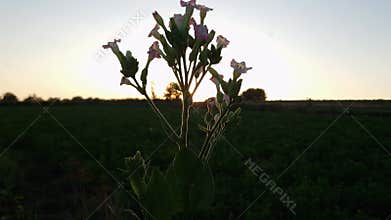 Inflorescences of tobacco on stem top at sunset backlit