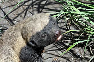 Honey Badger
