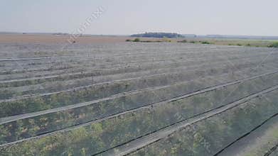 Aerial View of Mature Apple Plantation in Nasice, Croatia