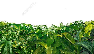 Jungle Border