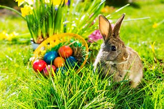 Easter bunny on meadow with basket and eggs