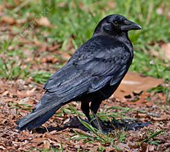 Crow