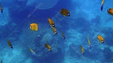 Dive underwater reef, colony of butterflyfish