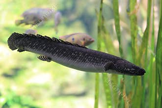 West african lungfish