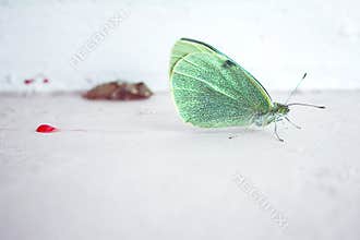 Metamorphosis: A Rebirth