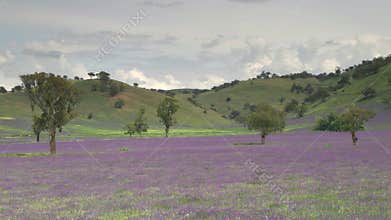 panning clip of a farm paddock overgrown with the weed paterson's curse