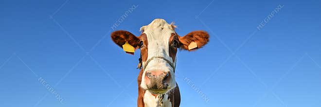 Red spotted cow grazing on the field. Farm animals concept. Close up portrait of a cow on the background of blue sky