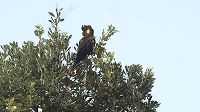 yellow-tailed black cockatoo in a banksia tree