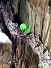 New Life - Hope