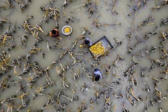 Harvesting corn into the flood water