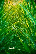 Corn field
