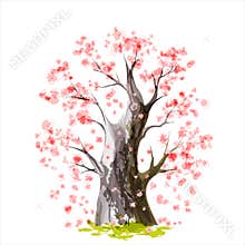 Blooming Japanese cherry tree