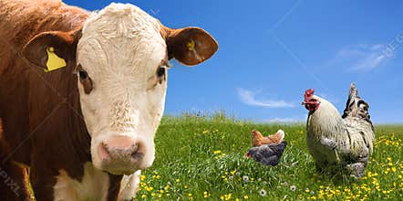 Farm animals on green field