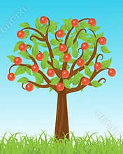 Apple tree