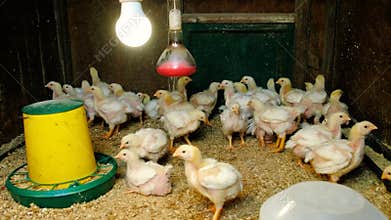 broiler chickens in the chicken coop. Selective focus.