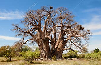 Baobab Tree, very old and huge Baobab Tree, Botswana, Africa