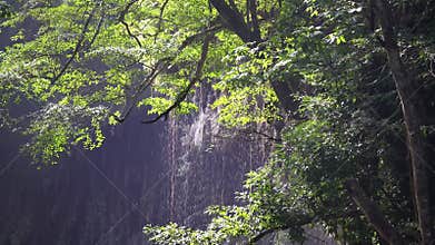 Tropical rainforests can absorb large amounts of carbon dioxide from the atmosphere