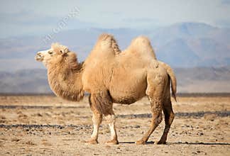 Bactrian camel in the steppes of Mongolia