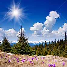 Beautiful spring flowers in the mountains