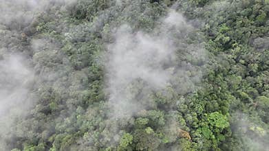 Tropical forests can increase the humidity in air and absorb carbon dioxide from the