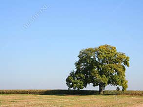 Oak tree in summer