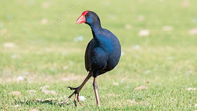 Australasian Swamphen (Porphyrio melanotus), Perth, Western Australia