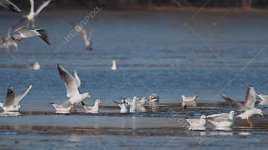 Many river gulls hunt fish in lakes, rivers, and canals. Seagulls fly over the water.