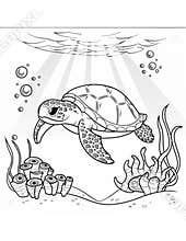 coloring book for kids sea turtle swimming in water