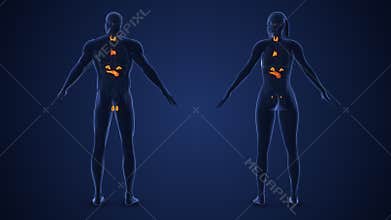 Male and Female Endocrine System