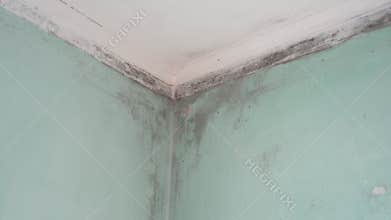 Mold in the home. Black Mould on Walls. Mold and Dampness