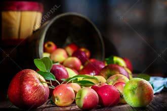 Apple Harvest Spilling out of Baskets