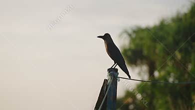 Silhouetted bird perched on cable at dawn. Quiet morning scene, single avian rests on wire, tranquil nature backdrop