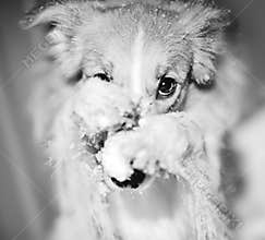 Dog paws closes its muzzle