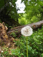 mature dandelion in a forrest