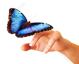 Butterfly on hand.