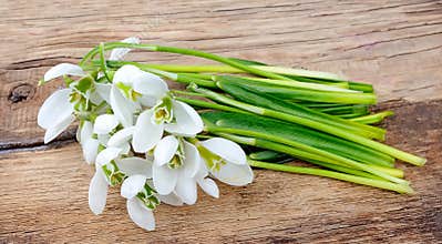 Snowdrop