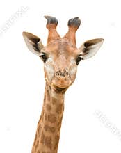 Giraffe Isolated