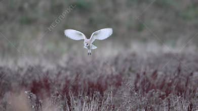 Barn Owl hovers mid-air as it hunts