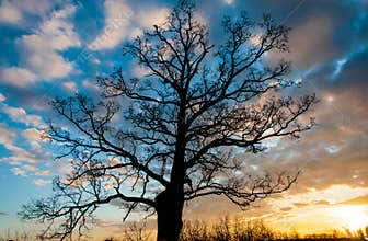 Tree silhouette at sunset