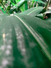 Long leaf short tree with vein
