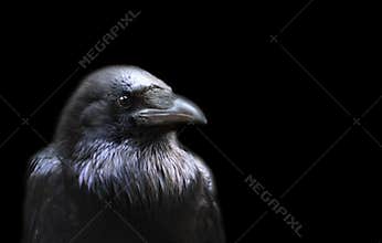 Crow