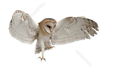 Barn Owl, Tyto alba, 4 months old, flying