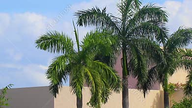 Tropical palm trees cloudy blue sky Playa del Carmen Mexico