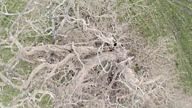 Flying over a dead tree in countryside with dogs running