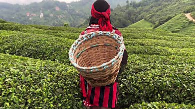 Rear view of young woman with wicker basket wearing traditional harvesting clothes walking between rows of Turkish black tea plant