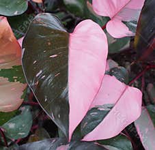 Beautiful pink and dark green half moon leaf of Philodendron Pink Princess