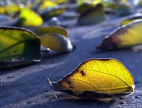 Autumn leaves